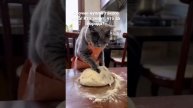 котик и тесто