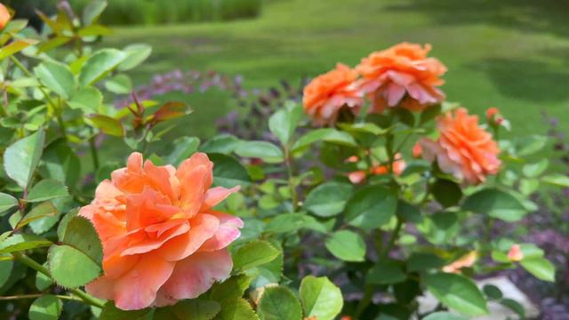 Floribunda Tree Rose - Double Easy Orange 1st year - 3rd flush