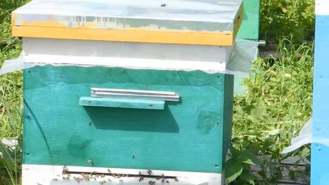 Пчеловодство в Ленинградской области  Нуклеус и отводки