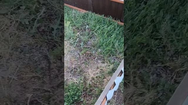 Летник для цыплят с выгулом