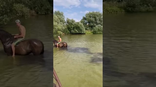 Лошади тоже любят купаться 👍жду в инсте:aidarqo 👈🏼