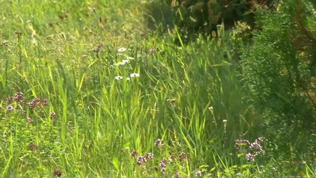 Видео Александр Шипилов 8-903-885-49-87, 8-919-284-73-81 http://vk.com/svadbastoskol