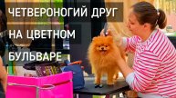 «Четвероногий друг» на Цветном бульваре. Спецпроект / Four-legged friend #москва #московскиесезоны
