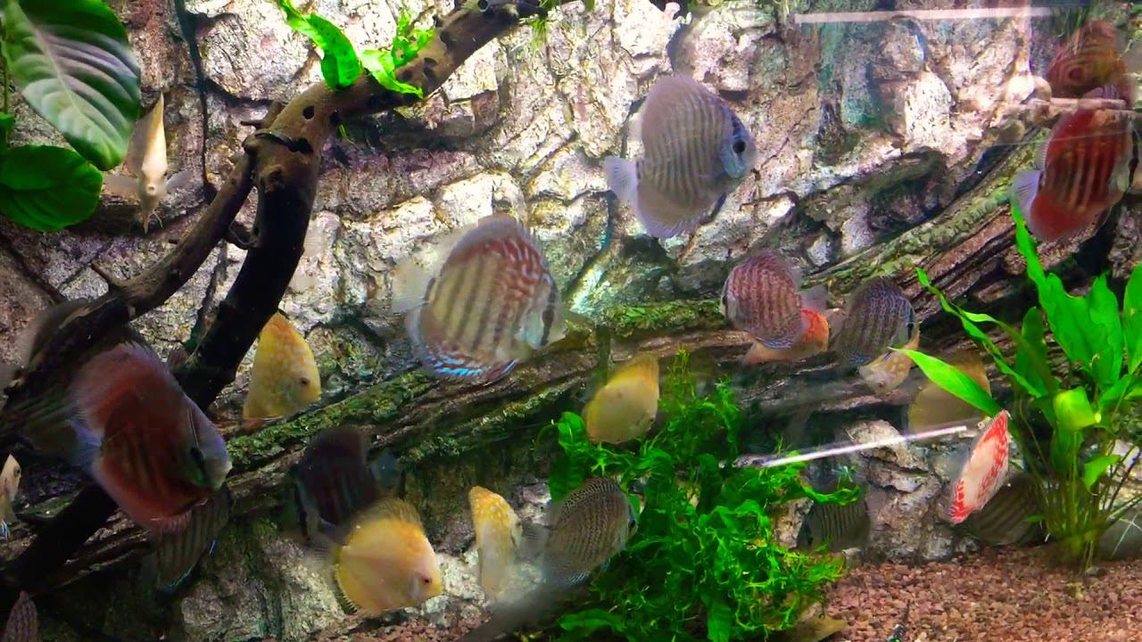 Самый большой выбор дискусов в Крыму