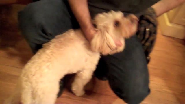 singing dog