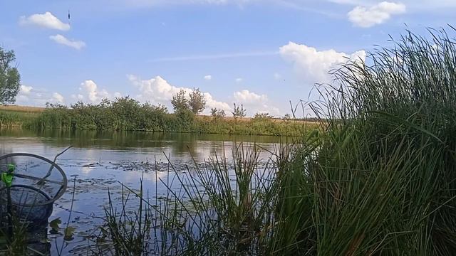 Рыбалка, Тамбов. Такого карася ловить одно удовольствие.mp4