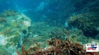 GoPro Hero 9. video 4k 60 fps, En inmersiones 14 y 15 N