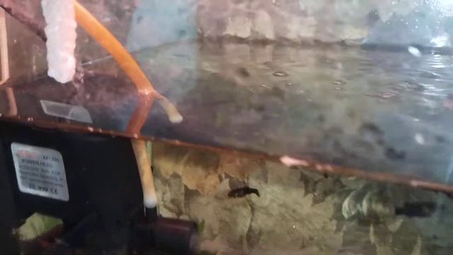 #Аквариум#Аквариумистика#Ампулярия сделала кладку яиц#!