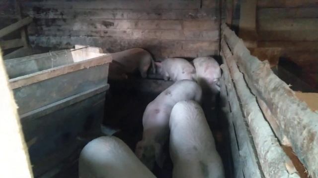 Когда свиноматка готова к хряку//ферма,питание,сено,грязь.