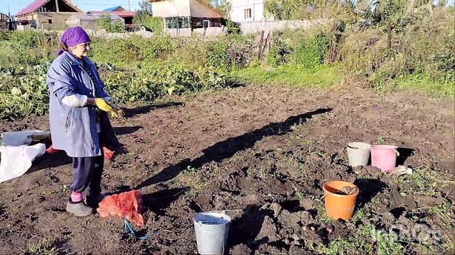 Влог Продолжаем уборку картошки/Алтайский край