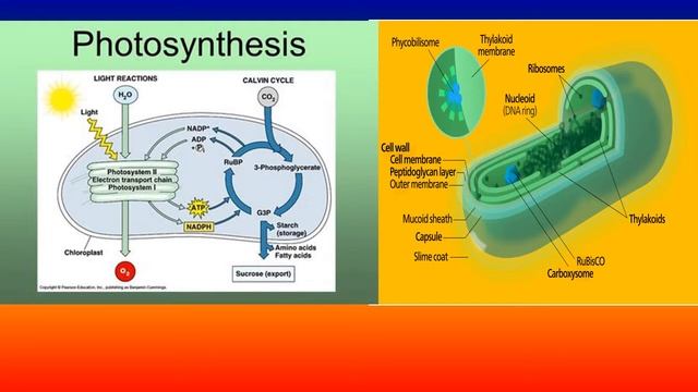 bacterial photosynthesis