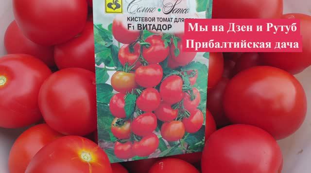 Томат. Мал, да УДАЛ !! Завязал 11 кистей. Обязательно Посажу на следующий год.