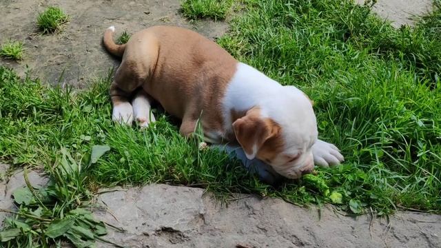Привет!Я бульдог Джон Синна или просто Джонникamericanbulldog американскийбульдог