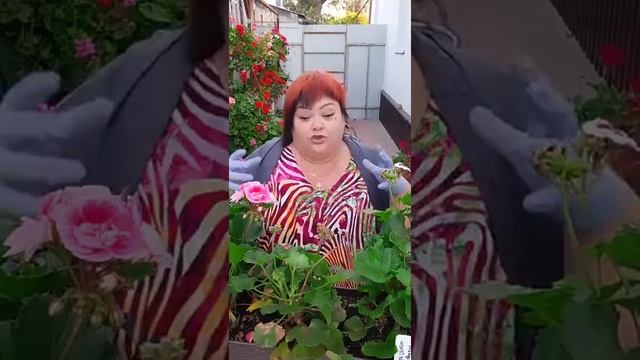 пеларгонии.подготовка к зимовке