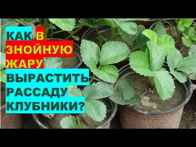 Как в знойную жару вырастить крепкую рассаду клубникиHow to Grow Strawberry Seedlings in Hot Weather