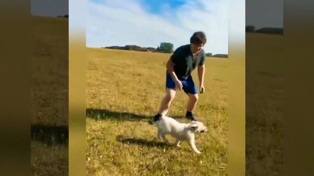 Видео с собаками /golden retriever/ золотистый ретривер / собака videos with dog/ смешное