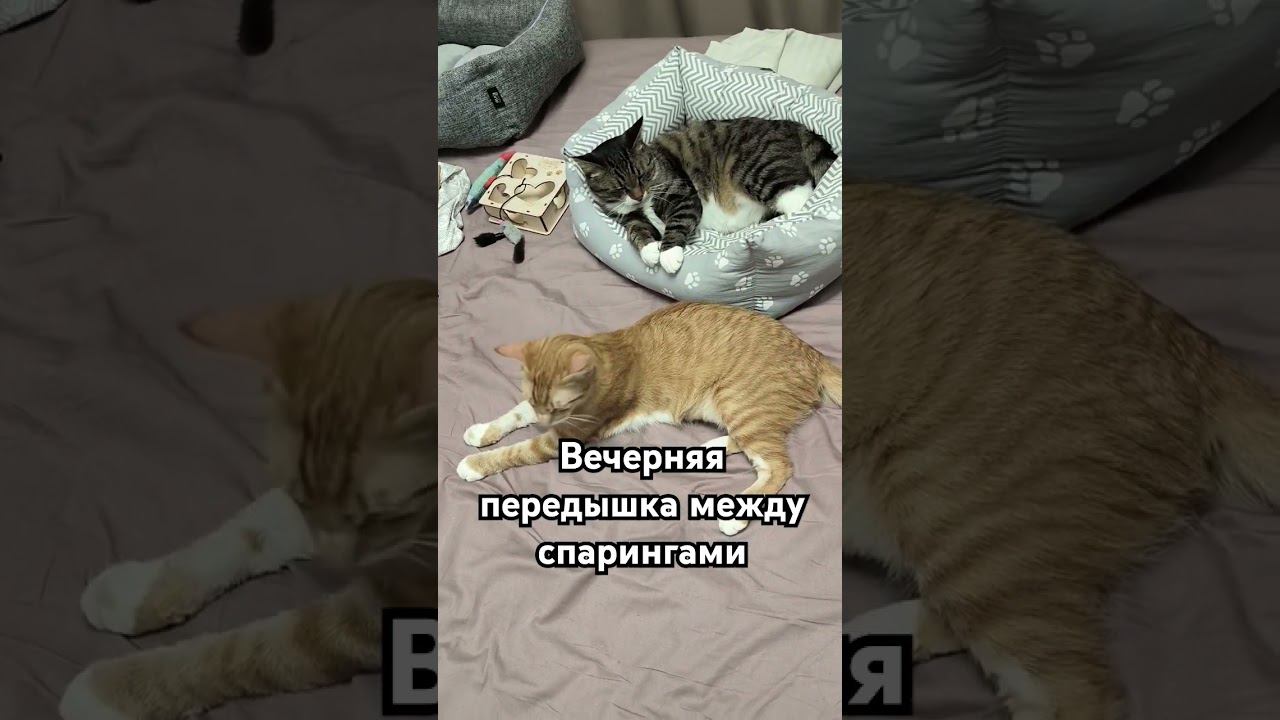 Отдых - дело святое  #котик #cat #Милота #Тиша #Боня #kitten  #catlover