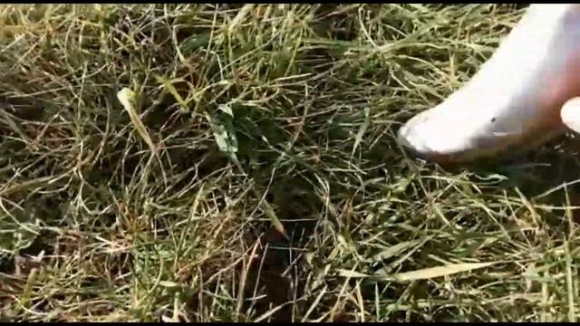 Редчайшую радужную форель поймали на Сахалине