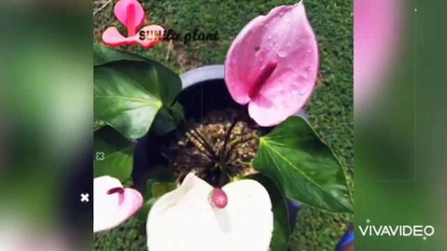Anthurium Plantation Beauty From My Garden | Sunila Plant | Ratnapura | Sri Lanka