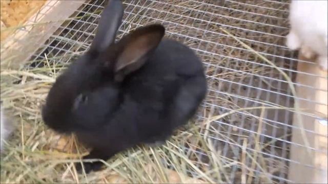 Папа привез кроликов, белый великан, калифорниец и т д!!!