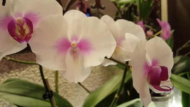 Фаленопсис. Почему подсыхают бутоны