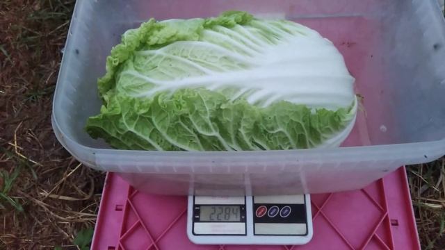 Взвешиваем пекинскую капусту.16 июля 2022 г.(1)