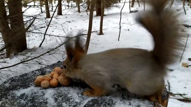 Белка заглядывает в объектив, урчит