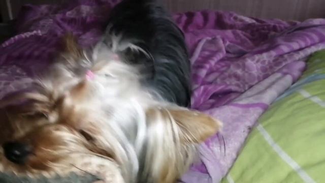 Как отучить собаку кусаться