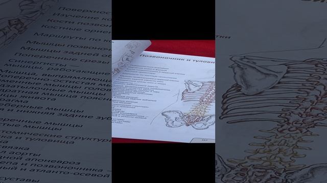 Путеводитель по телу. Практическое руководство по пальпации тела