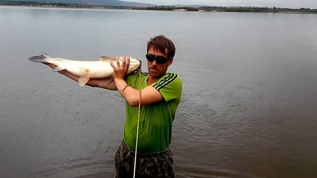 Белый Амур.