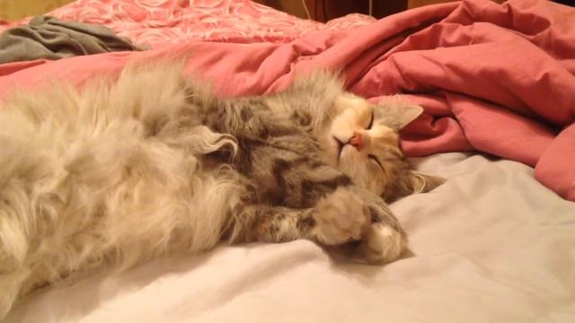 Кошачьи сны
