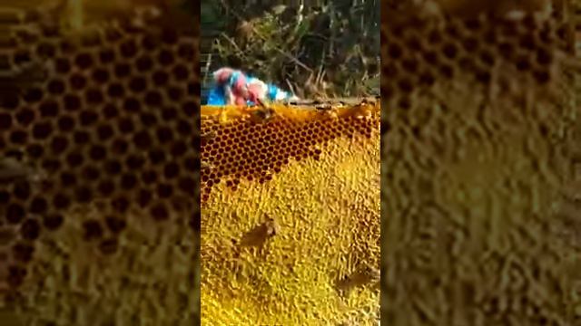 Самый полезный мёд.#колодныймёд#никтокроменас#предтреники (1)
