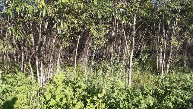 ОДИНОЧНЫЙ ВЕЛОПОХОД С НОЧЁВКОЙ. ТЕСТ НОВОЙ СНАРЯГИ. НЕПОХОДНИЦА