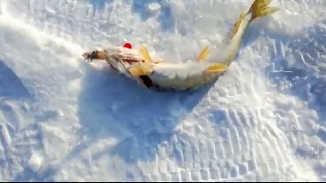Наша скромная рыбалка на щуку...