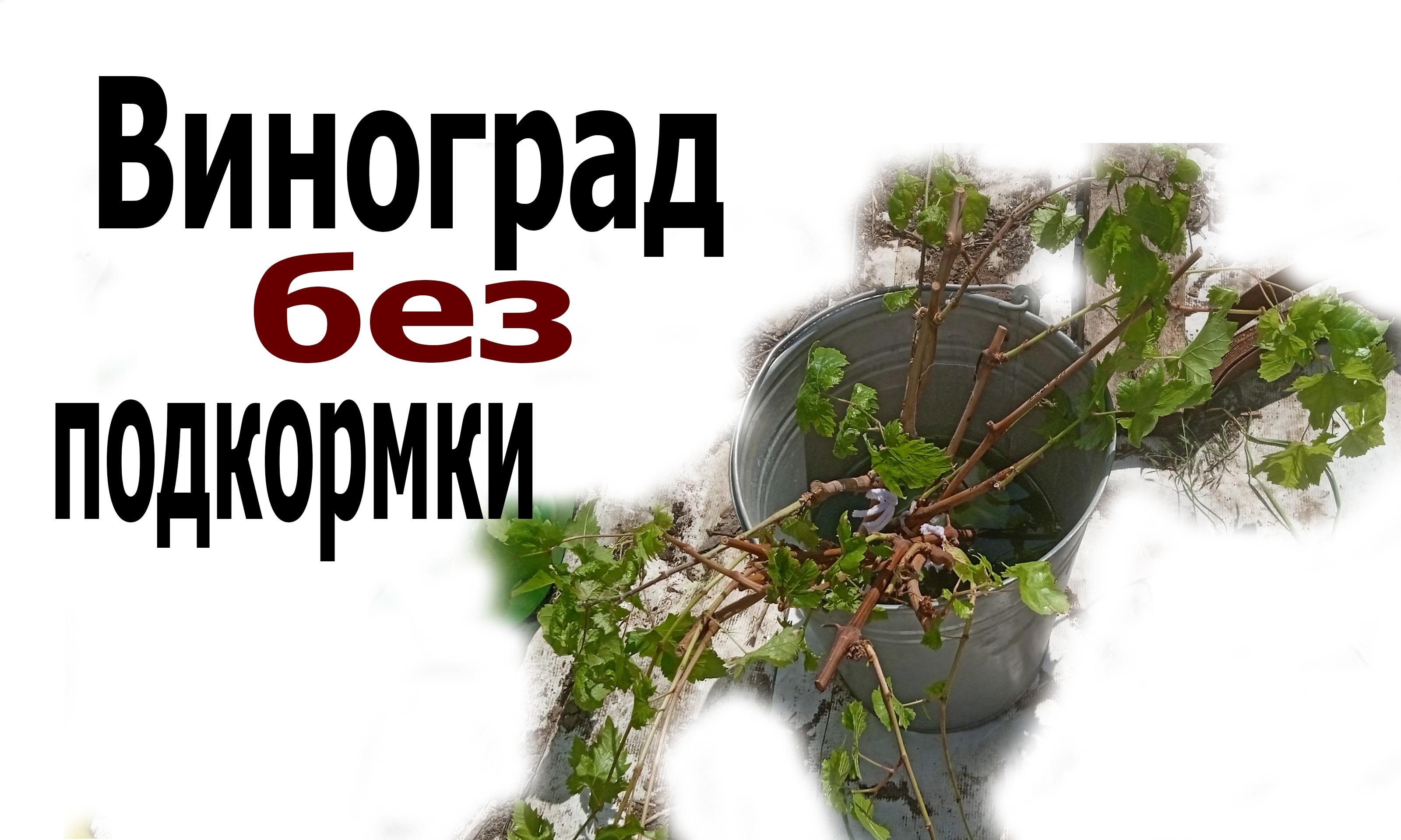 Мой способ посадки винограда.