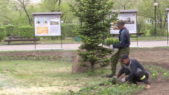 Совет по озеленению подключился к высадке цветов и деревьев в Чите