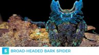Nature's Secrets: Ultraviolet Arthropods