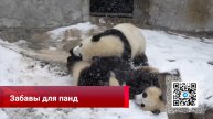 Большие панды в Шаньси проводят зиму за играми в снегу