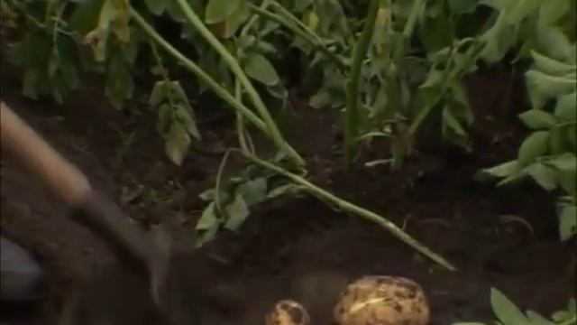 Лопата для картофеля