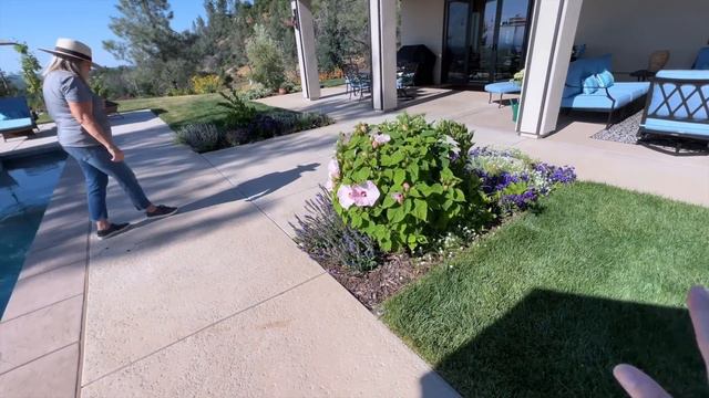 My Parent's Garden Tour - 1 Year Later! :: Heat Tolerant, Drought Tolerant Garden Tour Zone 9B