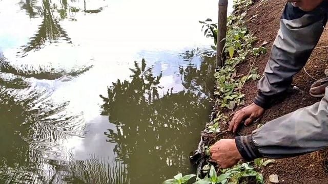 REKOR BELUT SUPER BESAR DI CIANJUR 2020.Feat YOVYOV FISHING CHANNEL TASIK