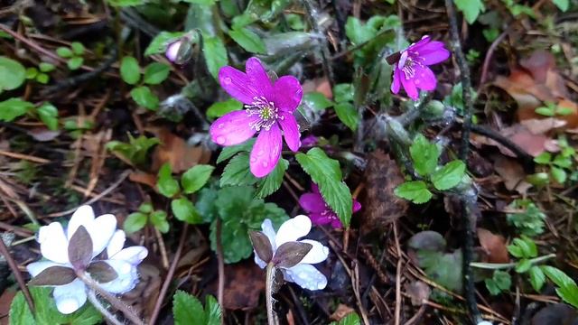 Violet, purple spring flowers / Nature / Alternative Minerva