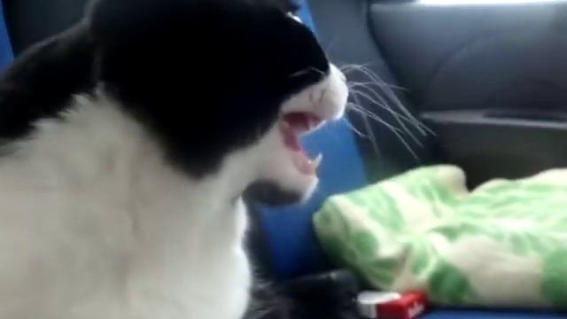 Кошка впервые едет в машине.
