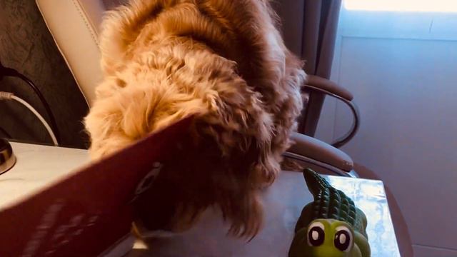 Развлекаем Лялю.#кокерляля #dog #собакадругчеловека