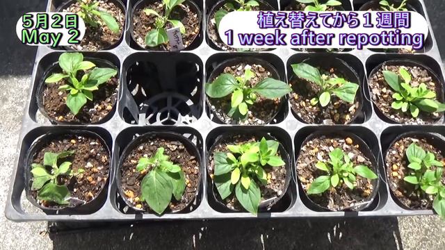 【挿し芽】サフィニア増やしてフラワータワーを作ってみる♪🌱Propagating all Petunia (Surfinia) from Cuttings❢