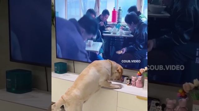 А так вкусно выглядело🐶🐕😂