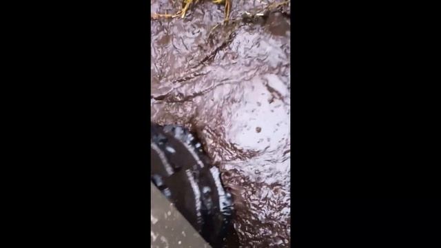 Грязь вода болото Вездеход Шатун 35