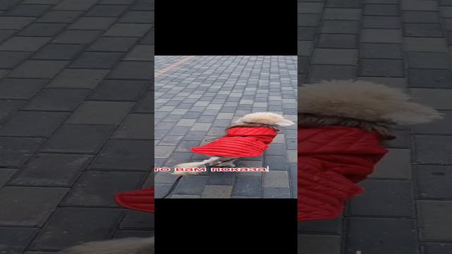 Мика храброе сердце