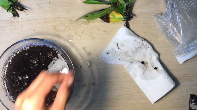 Самый лучший способ укоренения замиокулькаса. Эксперимент. Часть 2 (прошел месяц).