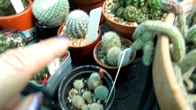Cacti & Succulents in Flower in the Polytunnel - UPDATE